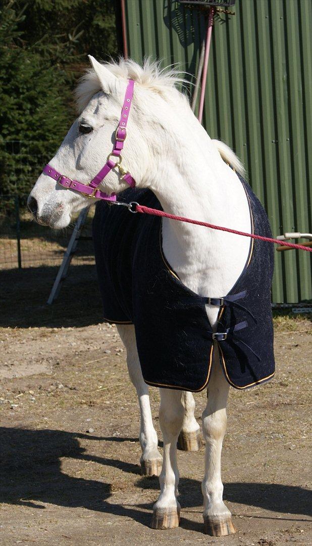 Anden særlig race Viola Snefnug Olsen - Viola - Dagen efter ankomsten til Stald Butterhill billede 10