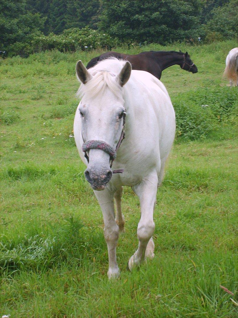 Anden særlig race Viola Snefnug Olsen - Viola på fold med Chanté og Chmine billede 11
