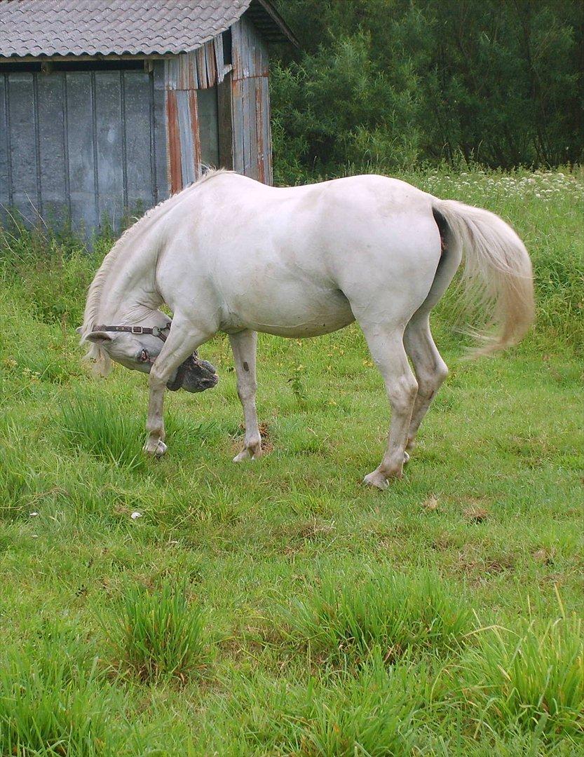 Anden særlig race Viola Snefnug Olsen - Og de dumme fluer klør! billede 12