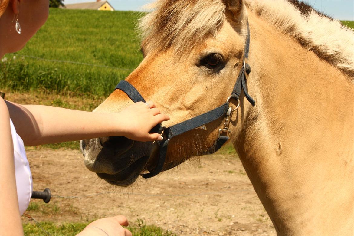 Fjordhest kildegårdens fie *RIP* billede 14