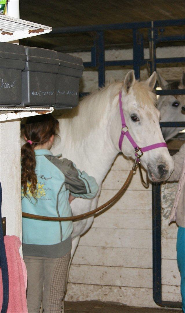 Anden særlig race Viola Snefnug Olsen - Viola og Pernille - dagen efter ankomsten til Butterhill billede 13
