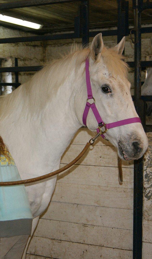 Anden særlig race Viola Snefnug Olsen - Viola og Pernille - dagen efter ankomsten til Butterhill  billede 14