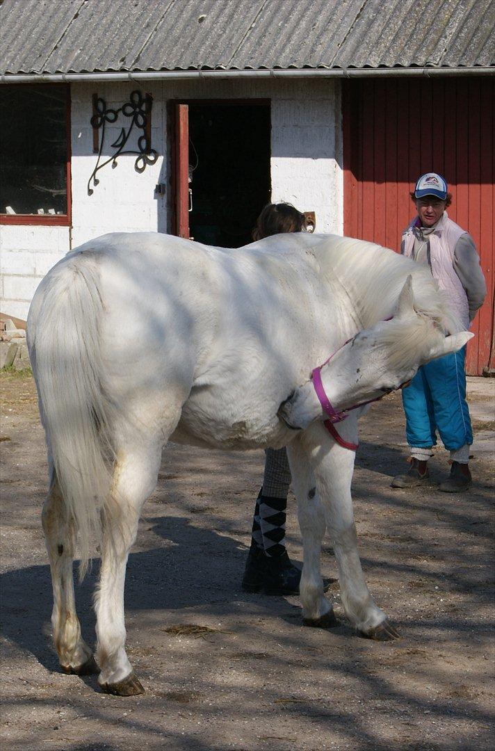 Anden særlig race Viola Snefnug Olsen - Viola og Pernille - dagen efter ankomsten til Butterhill  billede 16