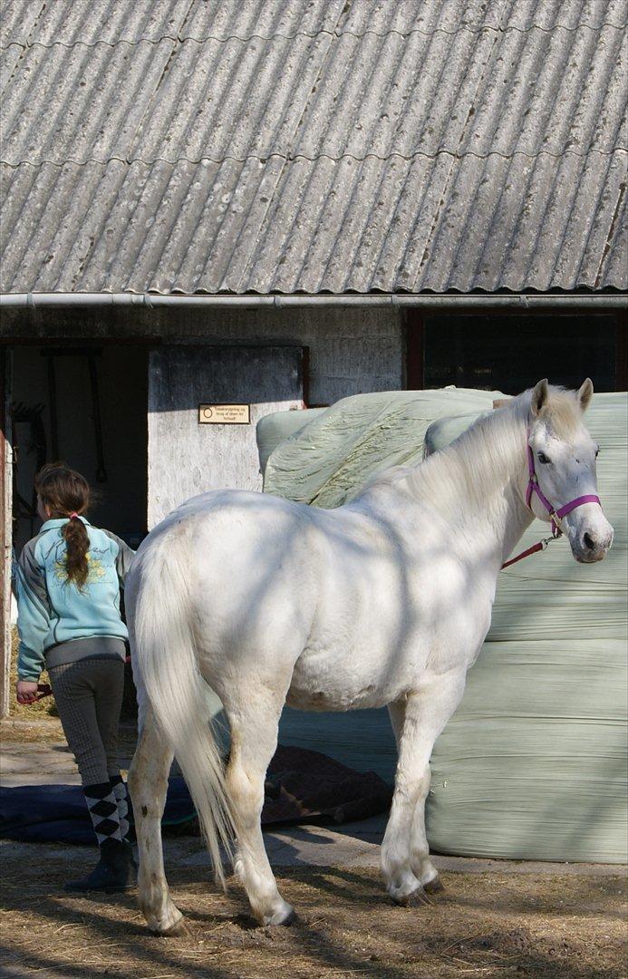 Anden særlig race Viola Snefnug Olsen - Viola og Pernille - dagen efter ankomsten til Butterhill  billede 17
