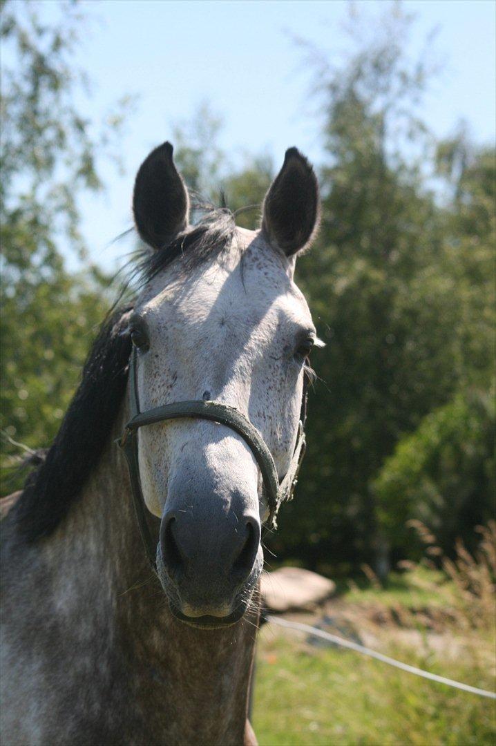 Hollandsk Varmblod Zerex B-Hest billede 1