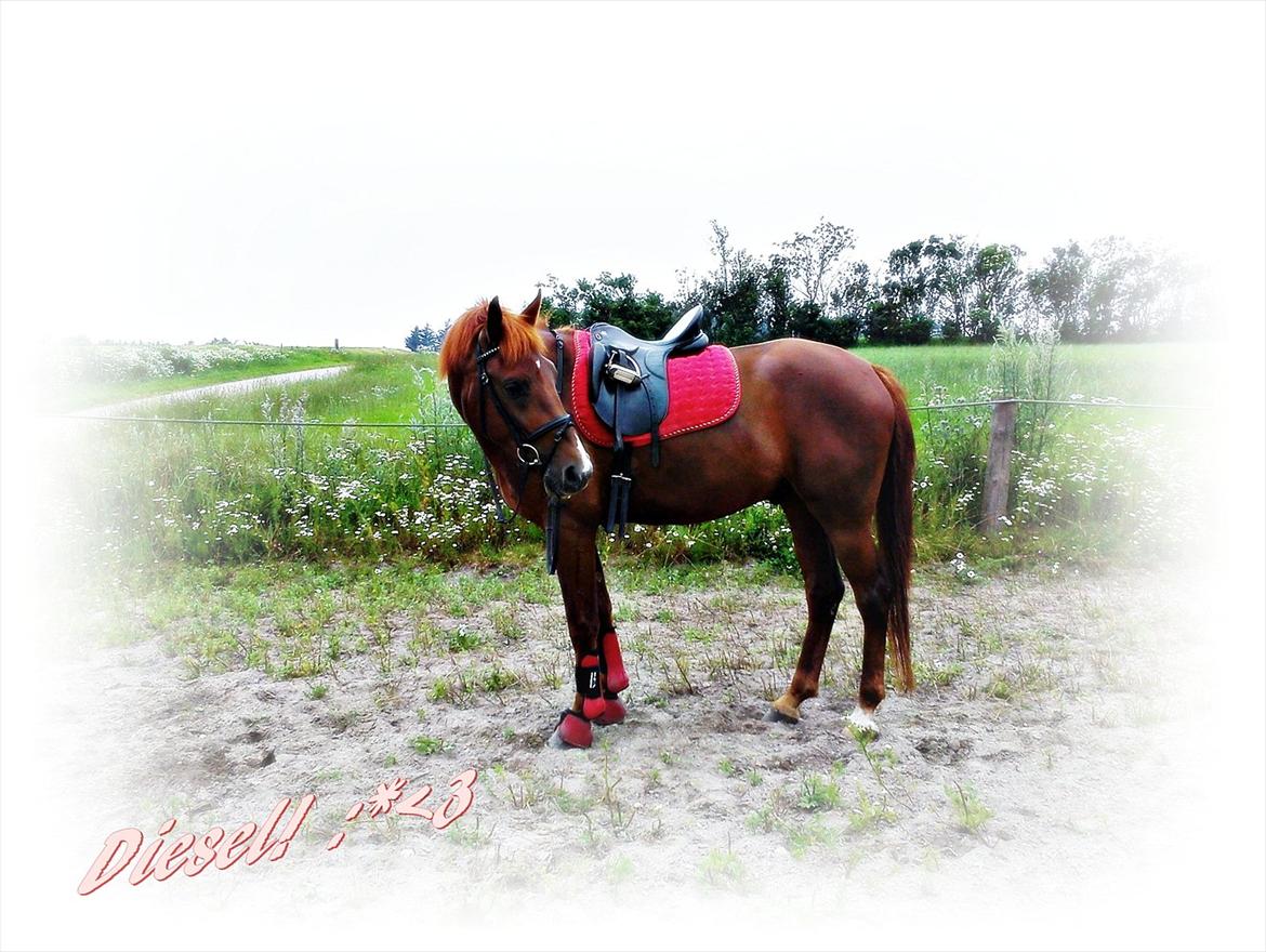 Oldenborg Diesel - Baby *;<3  - Smukke Diesel! :D<3 billede 8