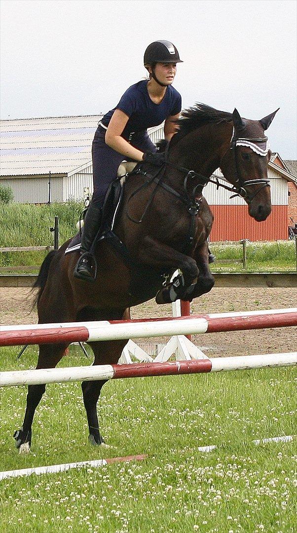 Dansk Varmblod Azalea  (SOLGT) billede 2