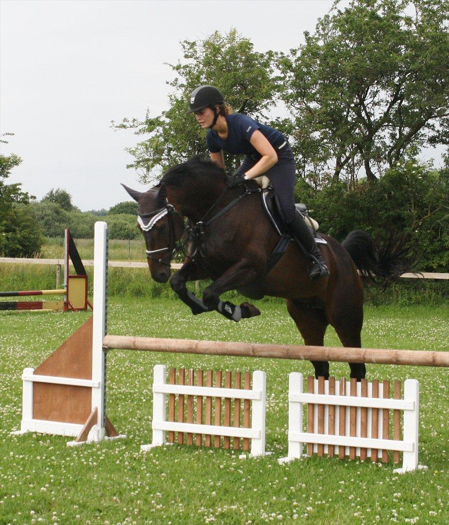 Dansk Varmblod Azalea  (SOLGT) billede 1