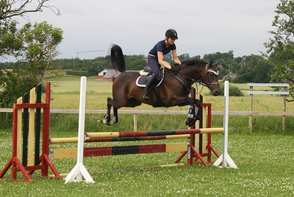 Dansk Varmblod Azalea  (SOLGT) billede 3