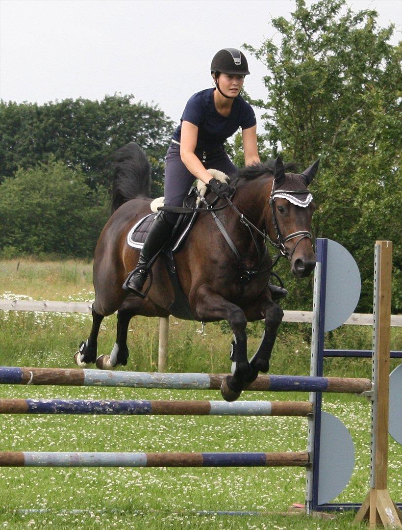 Dansk Varmblod Azalea  (SOLGT) billede 4