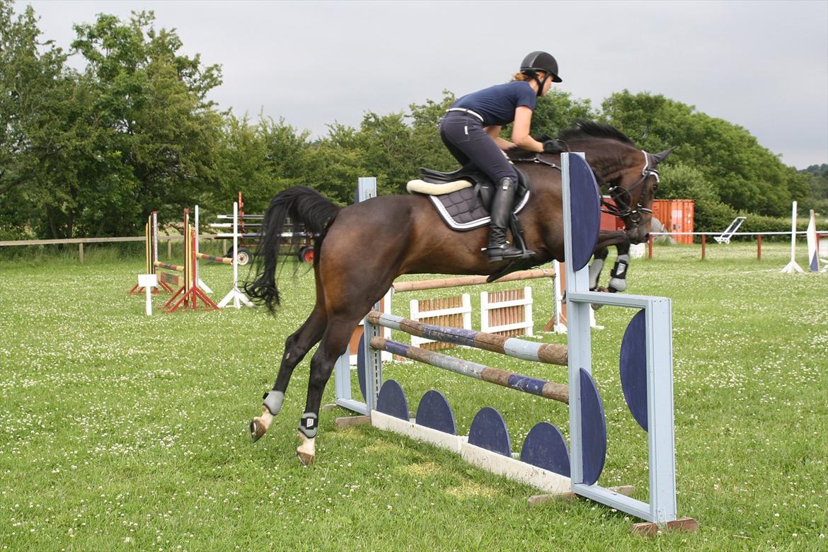 Dansk Varmblod Azalea  (SOLGT) billede 5