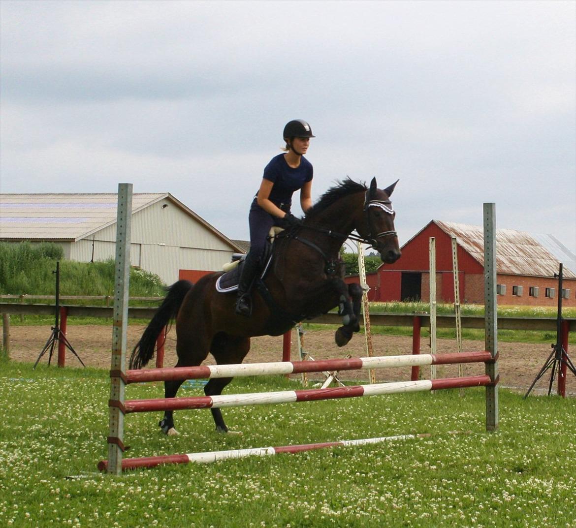 Dansk Varmblod Azalea  (SOLGT) billede 6