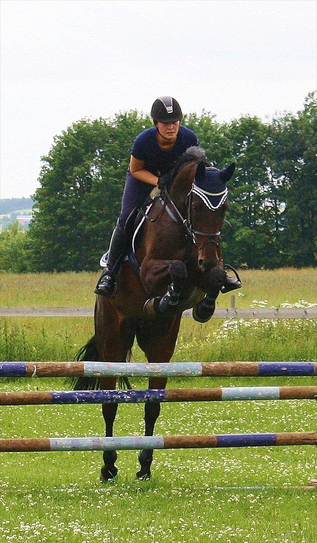 Dansk Varmblod TOFTEGÅRDENS LATINA (SOLGT) billede 1