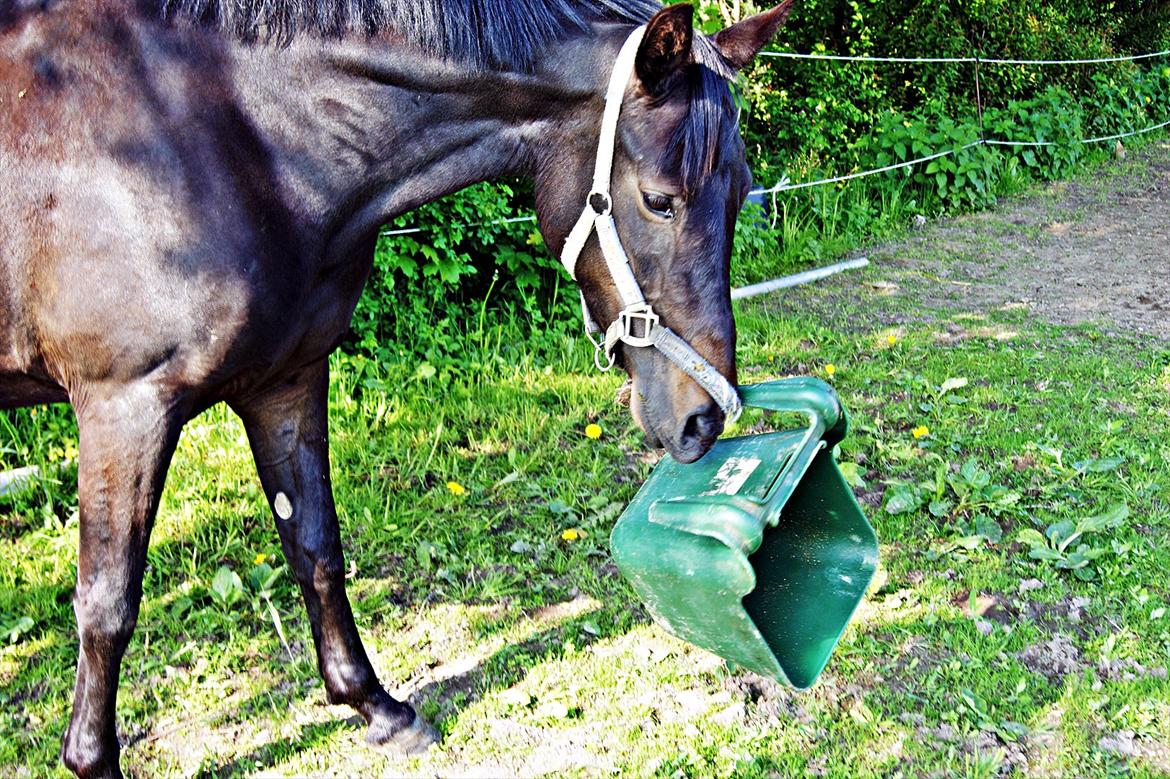 New Forest monica søblink<3 (solgt):'( - monica leger med krybben fordi der ik er mere mad i hi hi:) :) :)
foto: julie (min kusine)  billede 3