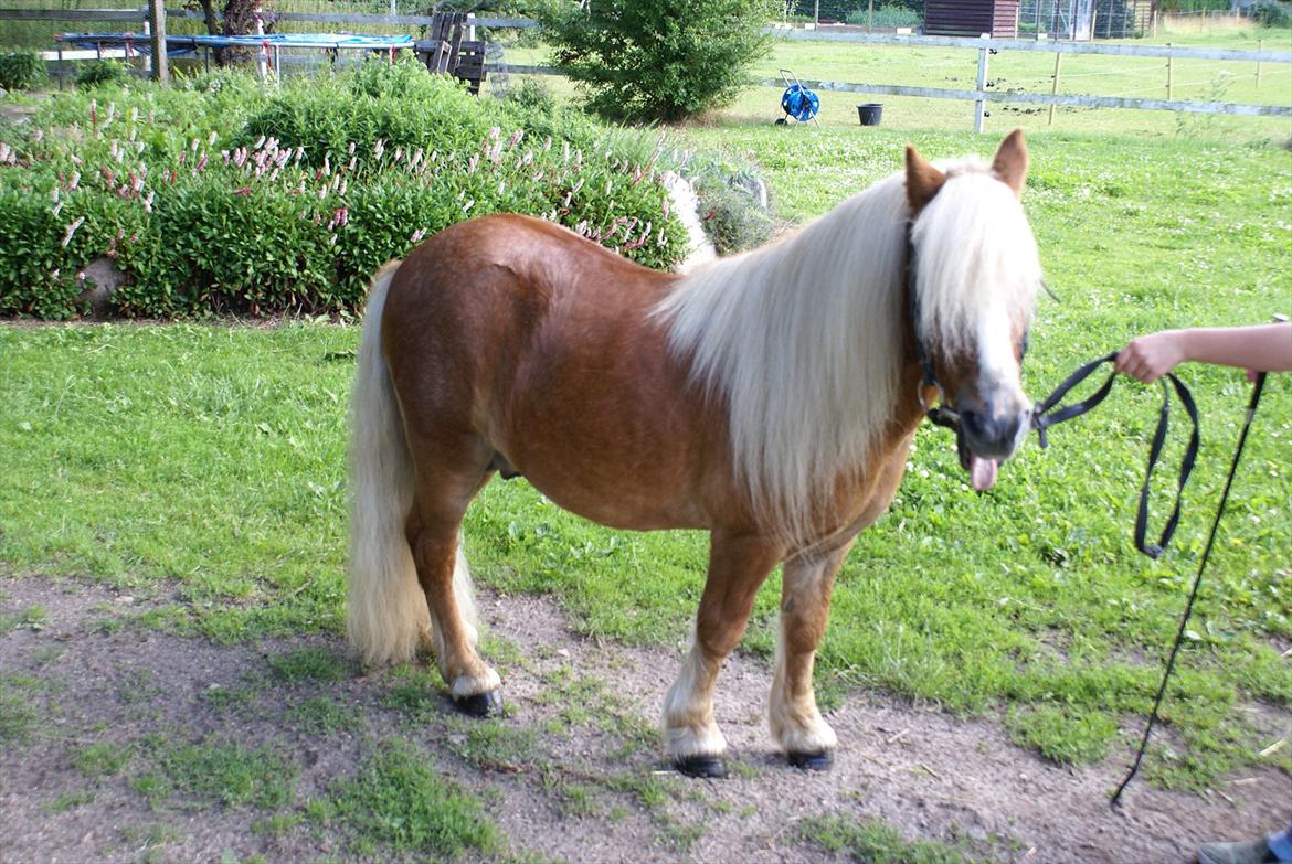 Shetlænder Bette billede 1