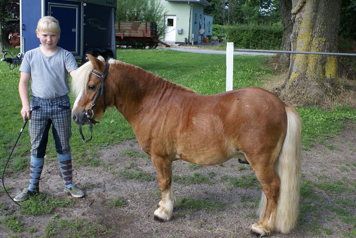 Shetlænder Bette billede 2