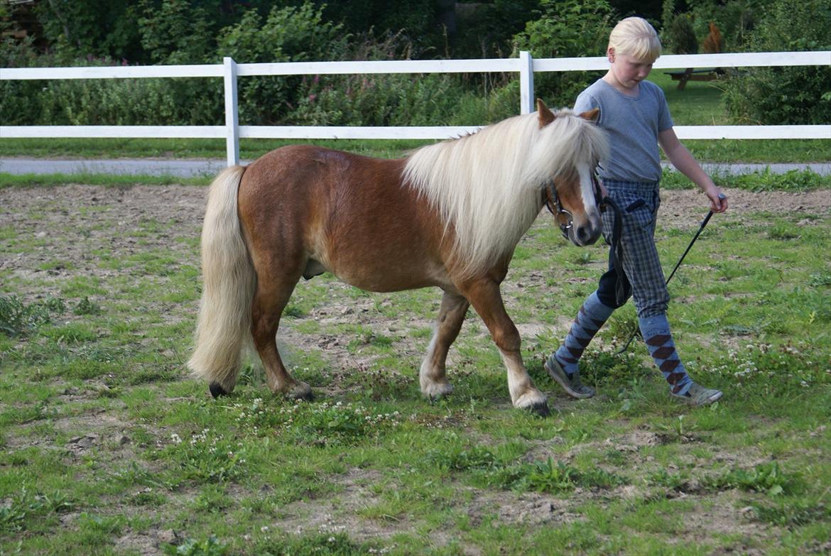 Shetlænder Bette billede 3
