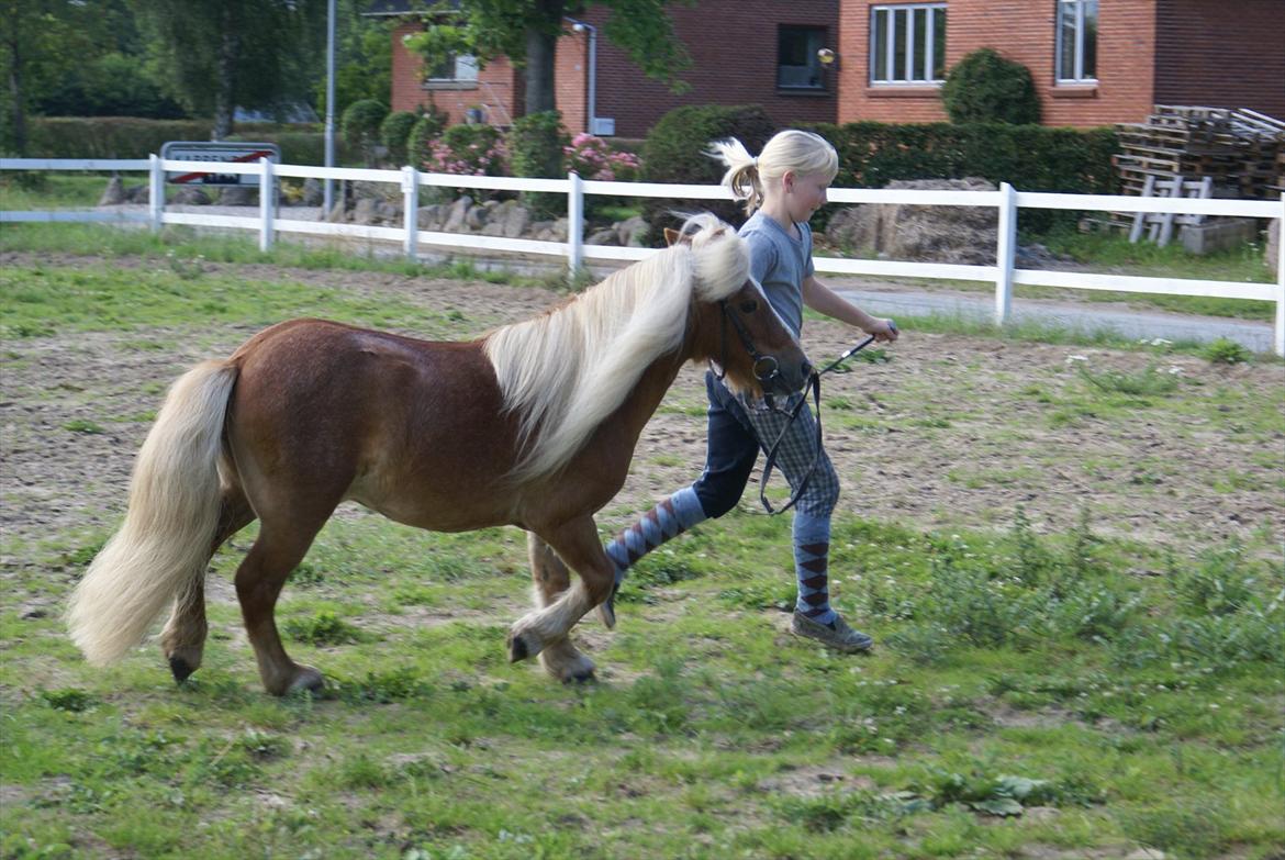 Shetlænder Bette billede 4