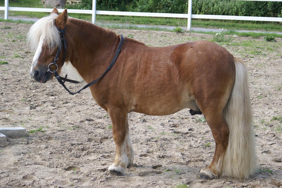 Shetlænder Bette billede 5