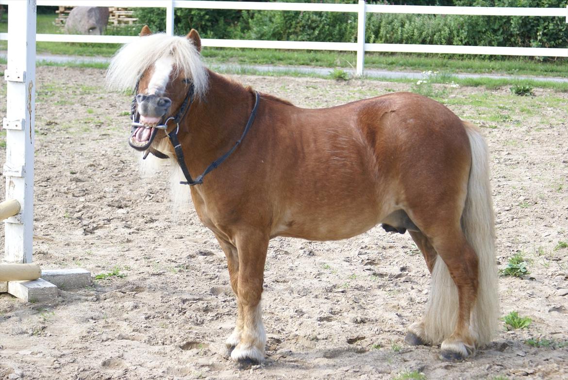 Shetlænder Bette billede 6