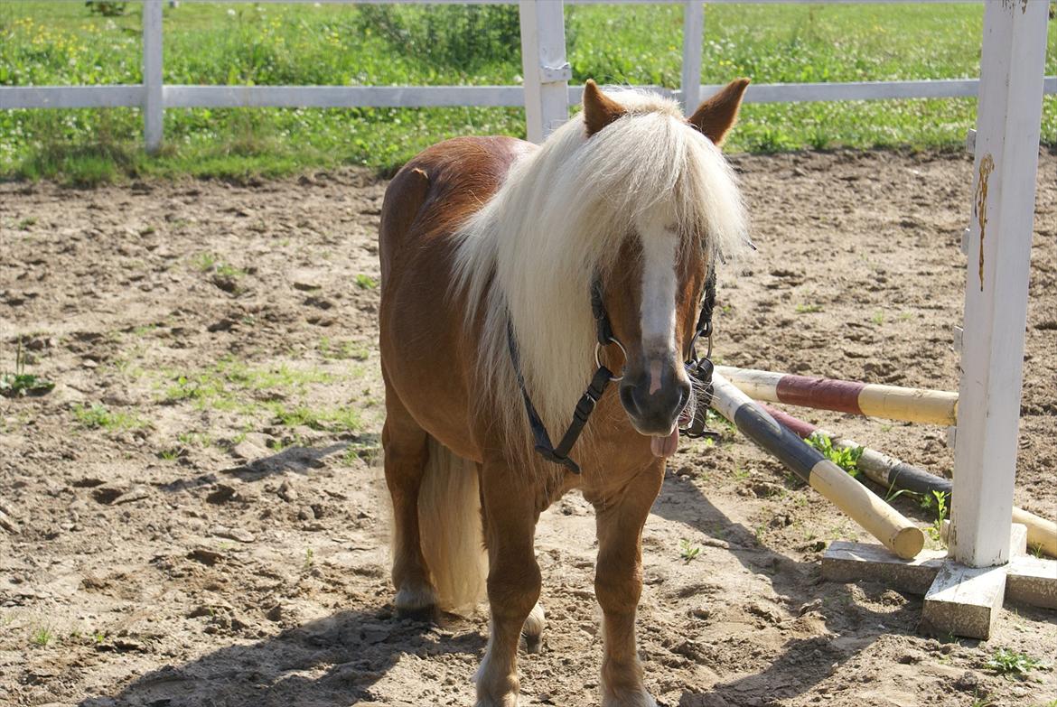 Shetlænder Bette billede 7