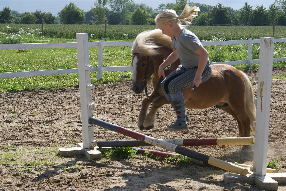 Shetlænder Bette billede 8