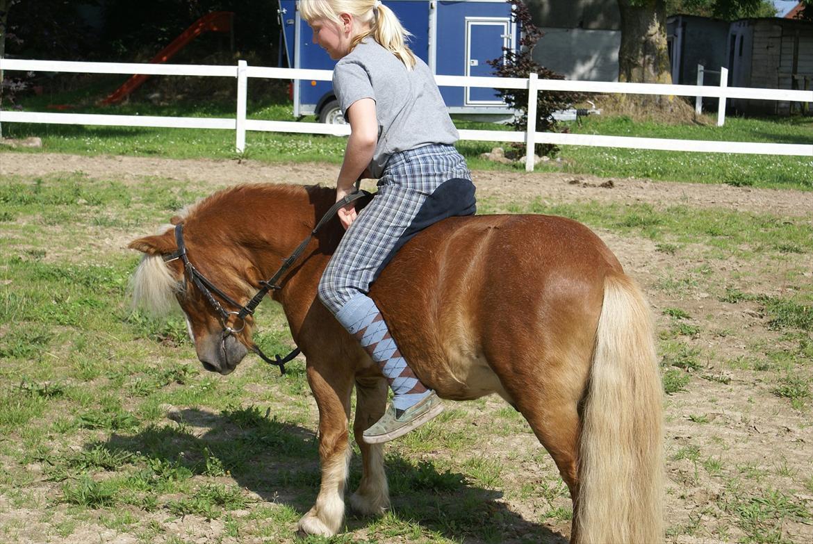 Shetlænder Bette billede 9