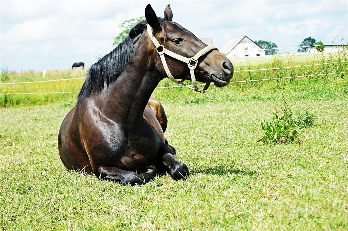 New Forest monica søblink<3 (solgt):'( - velkommen til monica,s profil
foto: julie (min kusine) billede 1