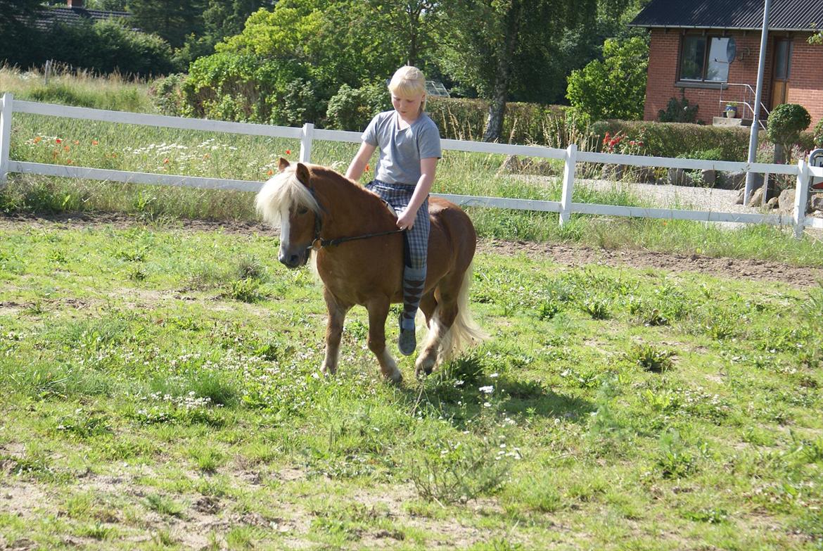 Shetlænder Bette billede 10