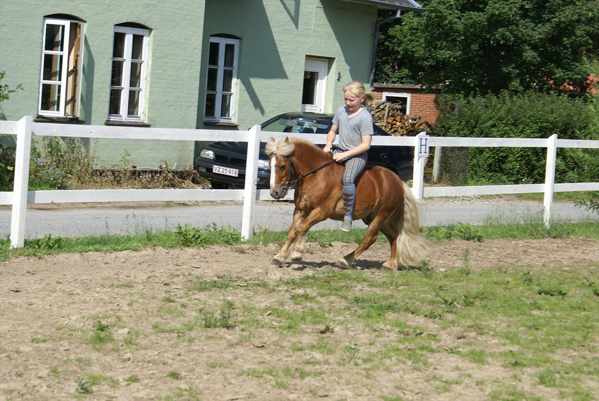Shetlænder Bette billede 11