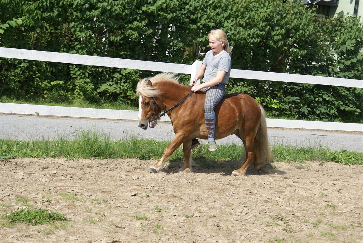 Shetlænder Bette billede 12