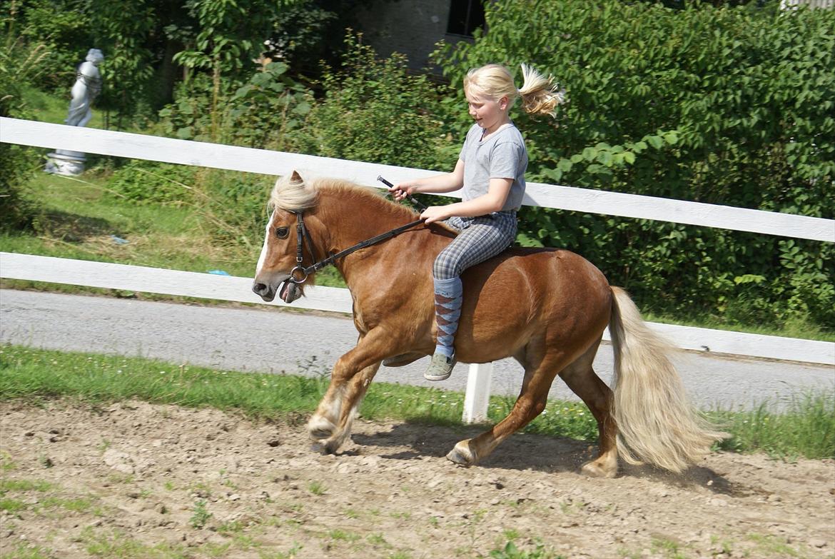 Shetlænder Bette billede 13