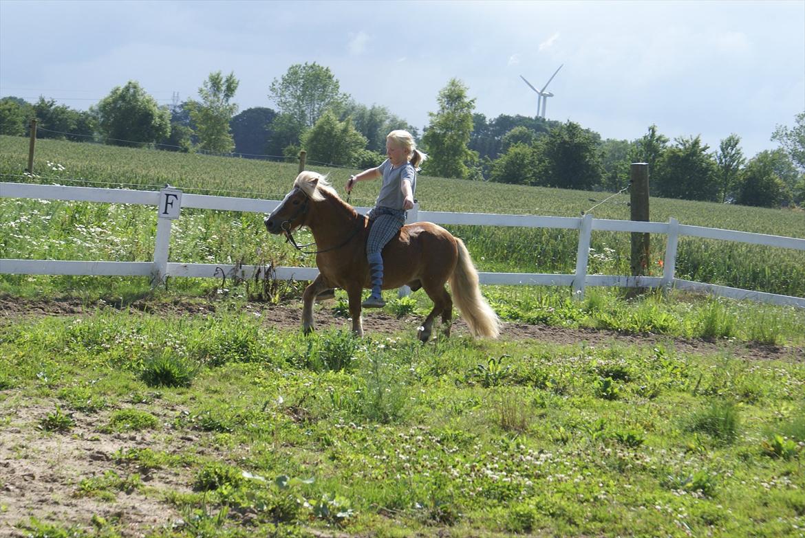 Shetlænder Bette billede 14