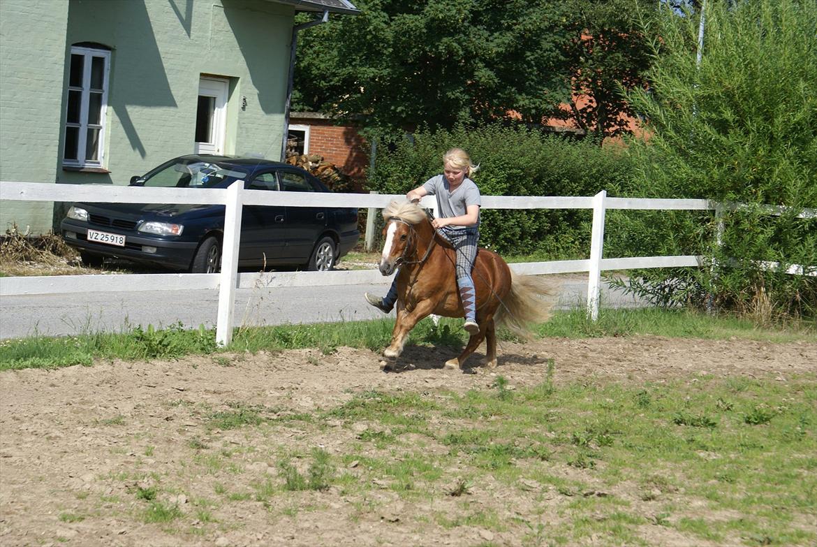 Shetlænder Bette billede 15