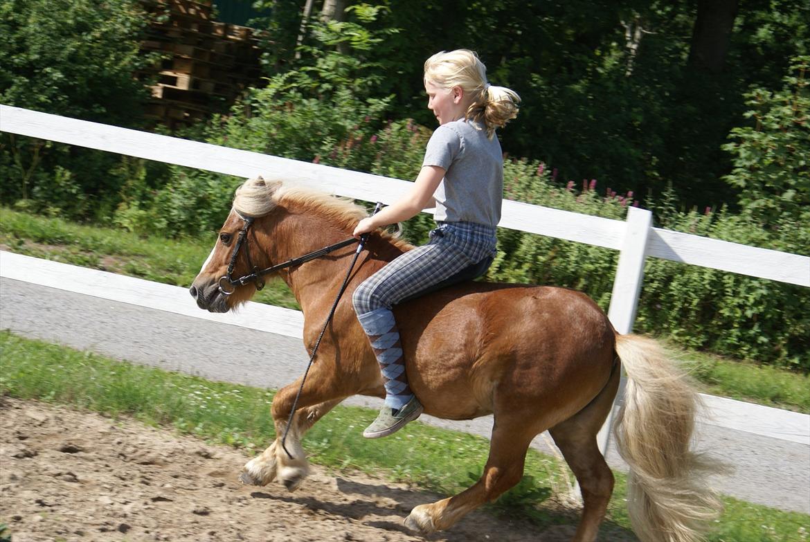 Shetlænder Bette billede 16