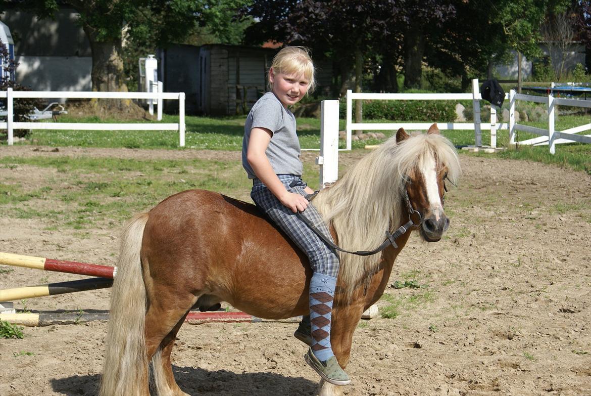 Shetlænder Bette billede 17