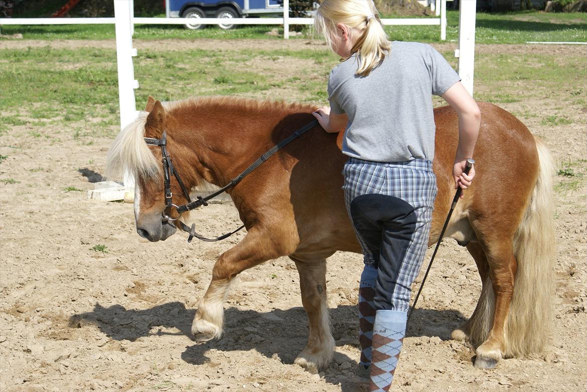 Shetlænder Bette billede 18