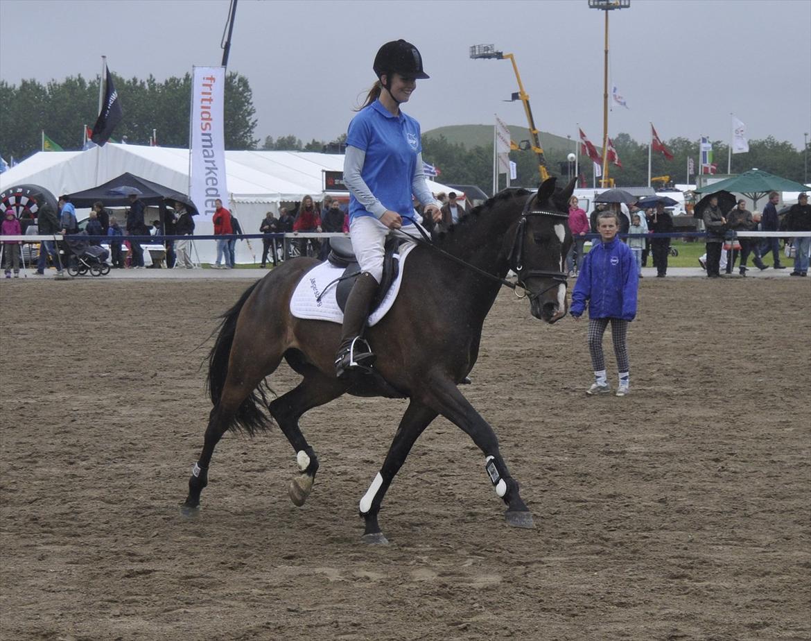 DSP Sebastian - Fri trav i ringen under show billede 2