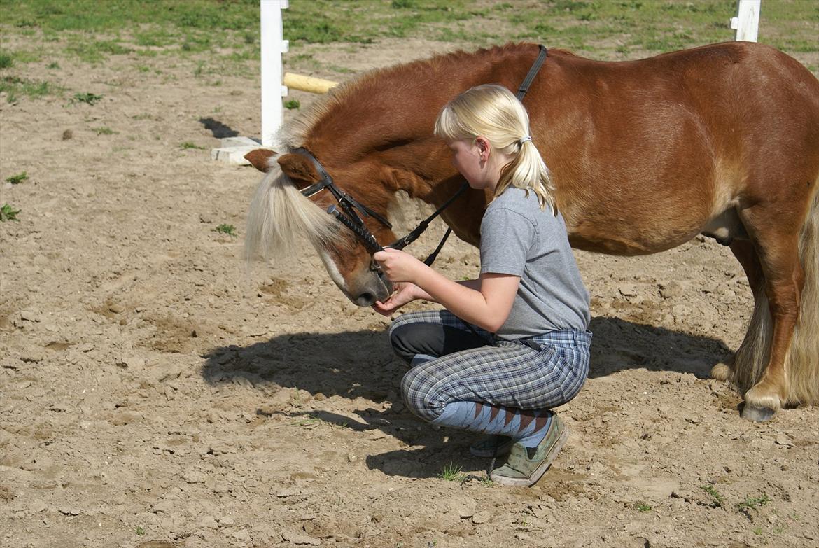 Shetlænder Bette billede 19