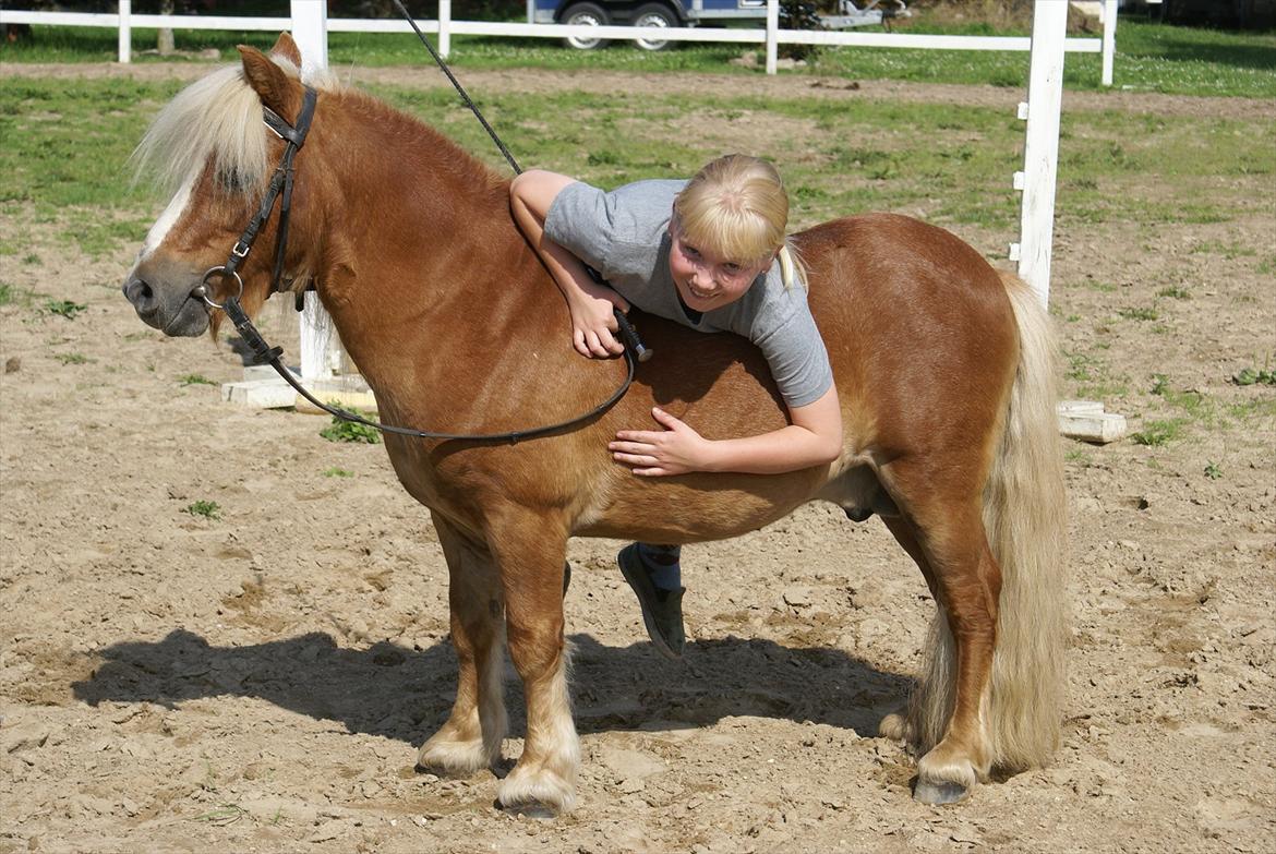 Shetlænder Bette billede 20