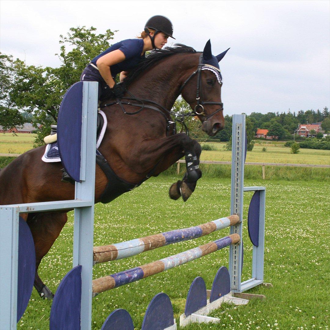 Dansk Varmblod TOFTEGÅRDENS LATINA (SOLGT) billede 2