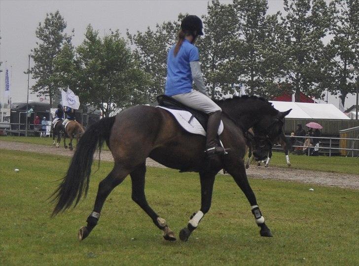 DSP Sebastian - Show billede 9