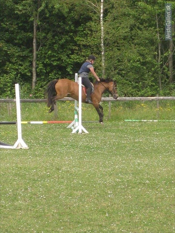 Welsh Pony af Cob-type (sec C) Camilla-tut :-) - sommer afslutning. NYT billede 19