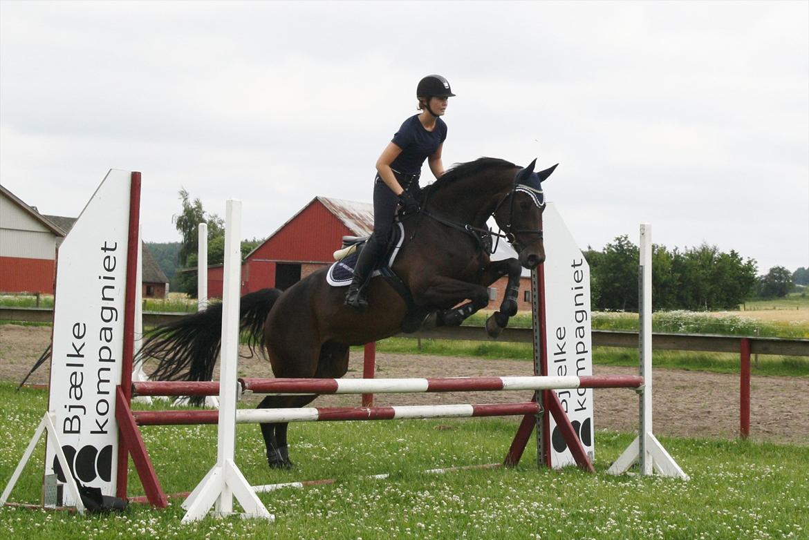 Dansk Varmblod TOFTEGÅRDENS LATINA (SOLGT) billede 3
