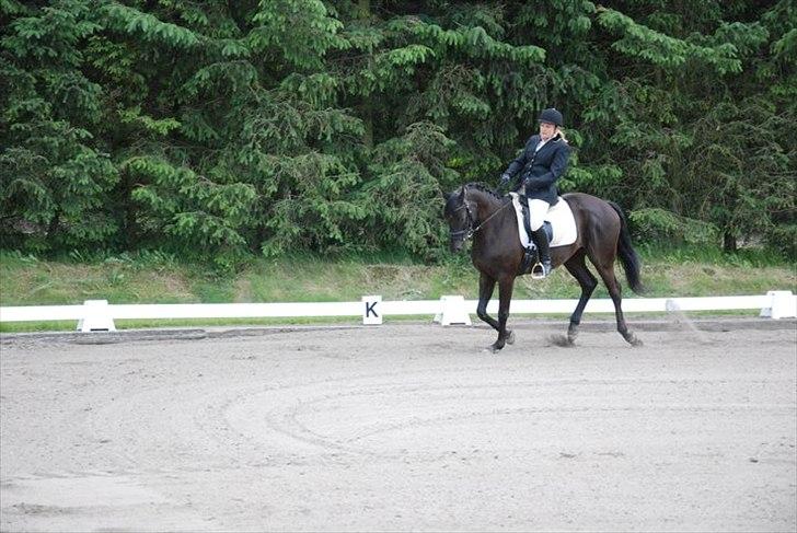 Trakehner Satori Birkedommergård - Den 5. juli 2011 i LA1 med min mor som rytter, før jeg over tog ham. billede 2