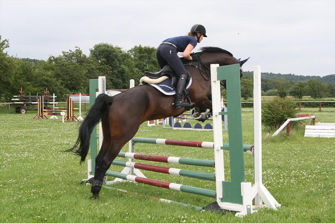 Dansk Varmblod TOFTEGÅRDENS LATINA (SOLGT) billede 4