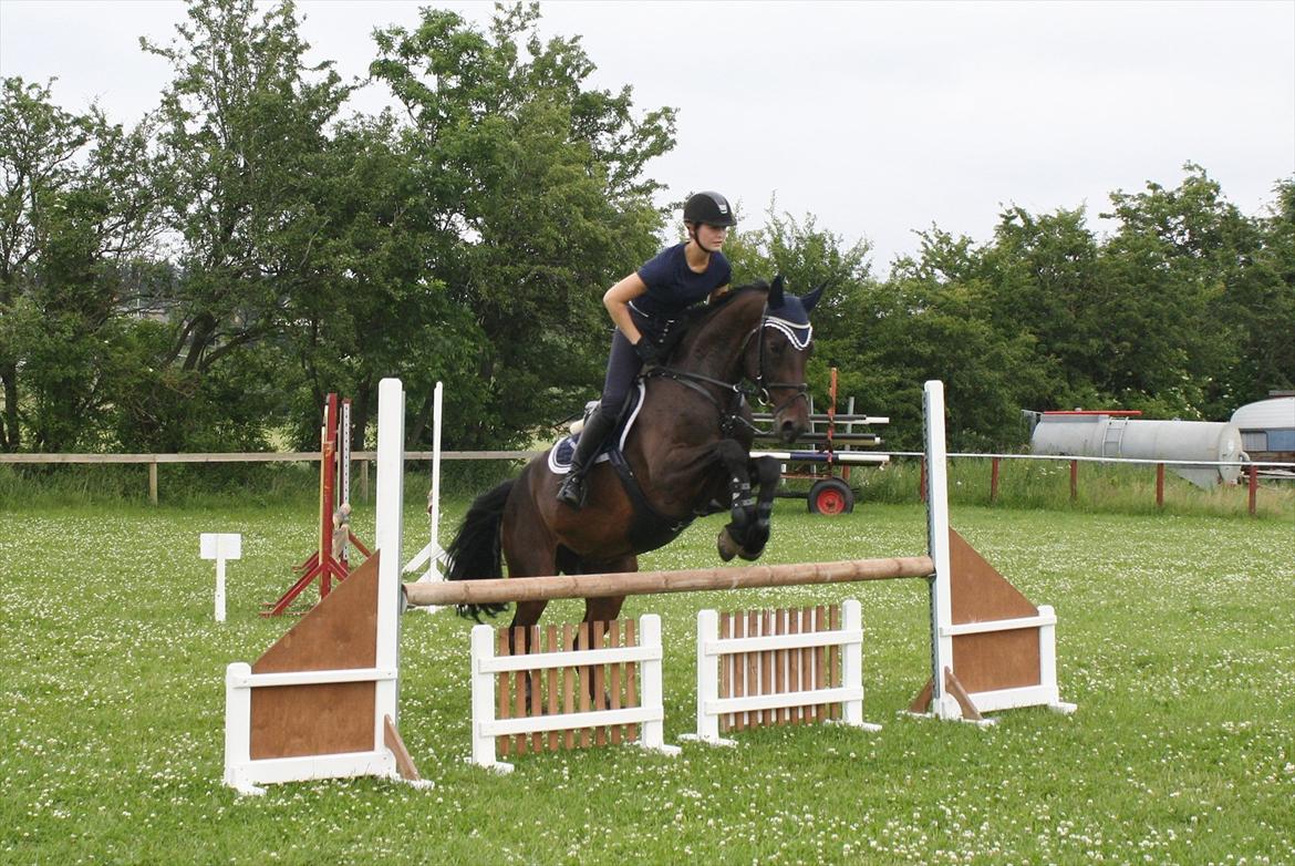 Dansk Varmblod TOFTEGÅRDENS LATINA (SOLGT) billede 5
