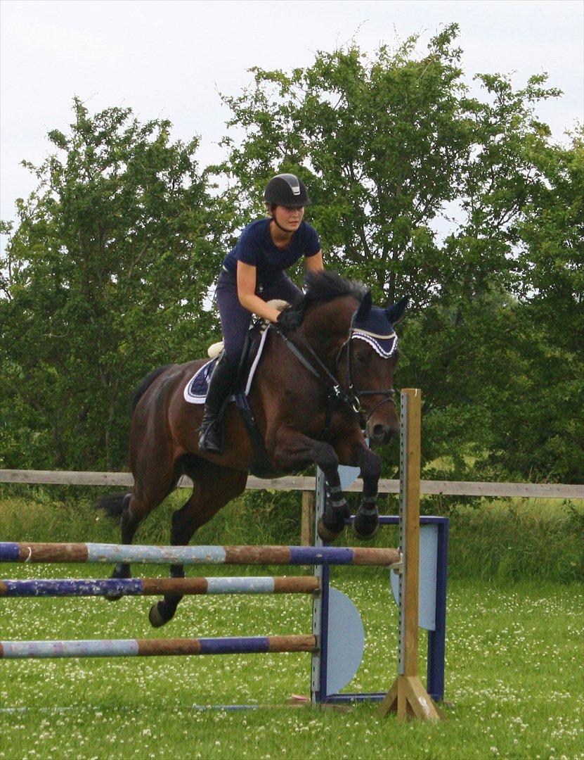 Dansk Varmblod TOFTEGÅRDENS LATINA (SOLGT) billede 6