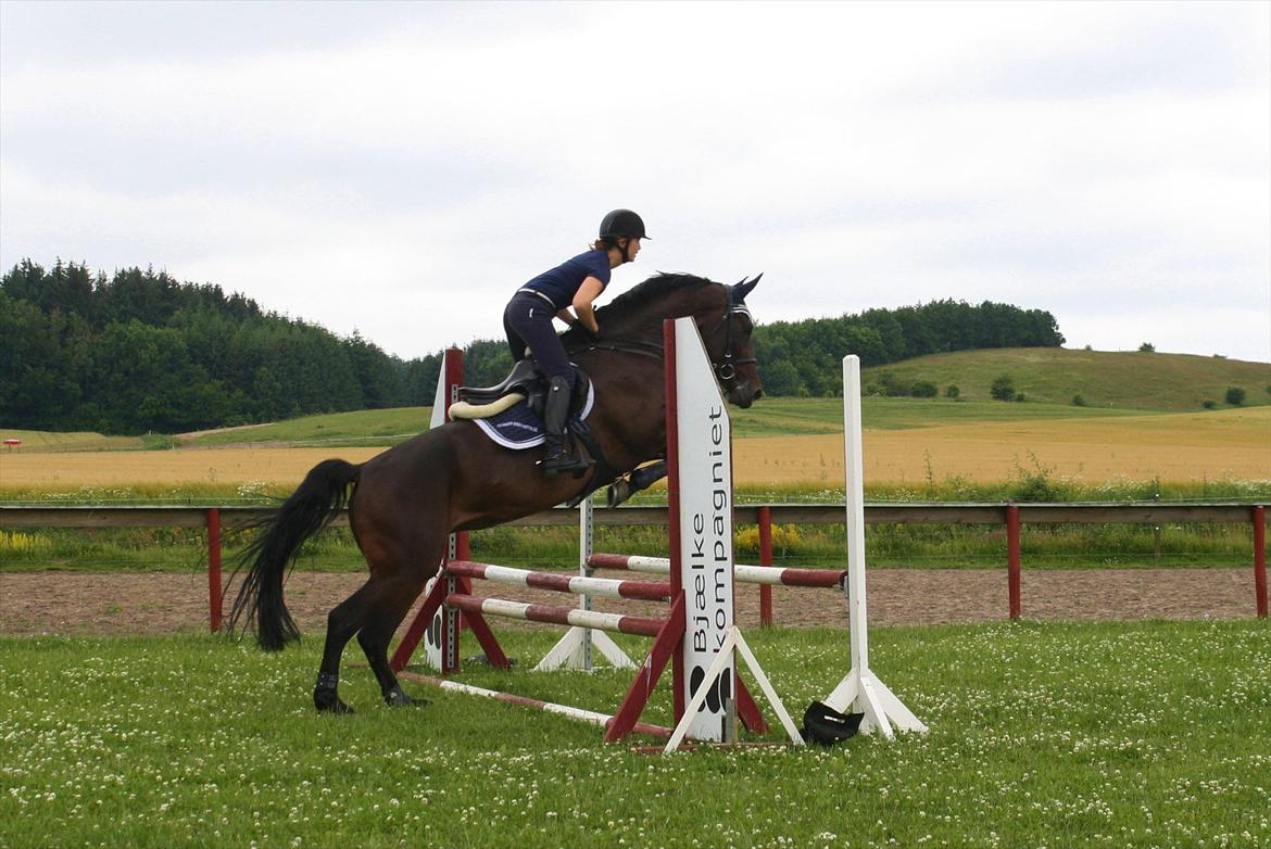 Dansk Varmblod TOFTEGÅRDENS LATINA (SOLGT) billede 7