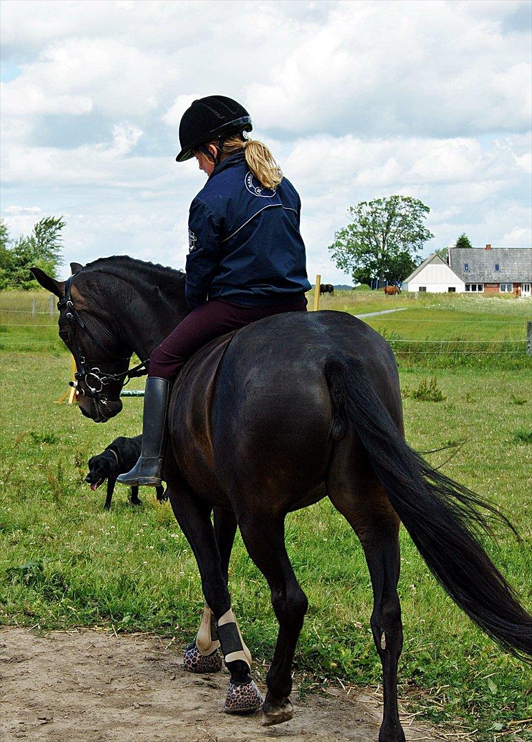 New Forest monica søblink<3 (solgt):'( - jeg rider uden sadel jubiii <3
foto: julie (min kusine) billede 8